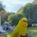 Fiete