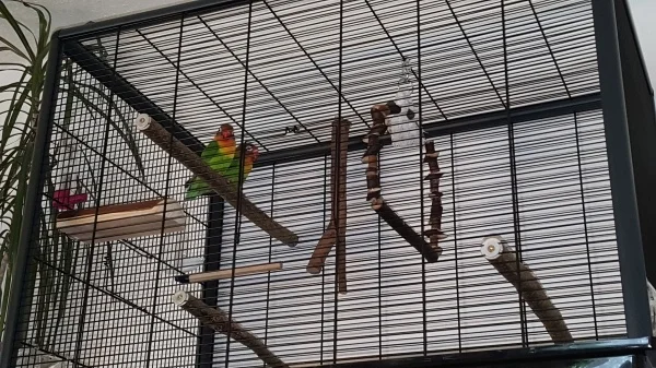 Wellensittich-Bild: Unsere beiden pfirsichköpfchen :)
Natürlich getrennt von denn wellis
(Noch heissen sie A und B da wir das Geschlecht noch nicht kennen und wir sie nicht auseinander halten können)