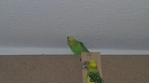 Wellensittich-Bild: Aiko knabbert die Wand an