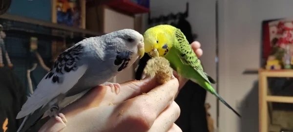 Wellensittich-Bild: Grace rechts und Aiko Links