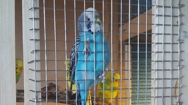 Wellensittich-Bild: Jaja immer das gleiche, vorm schlafen gehen wird sich erstmal an den Käfig gehangen. 