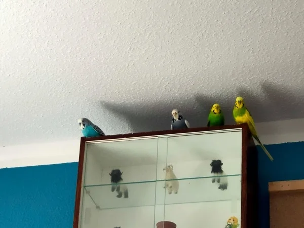 Wellensittich-Bild: Da kommt man ins Zimmer und wird von oben angemeckert. :)