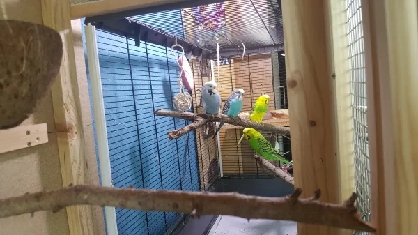 Wellensittich-Bild: Alle sitzen unter der Vogel-Lampe und sonnen sich.