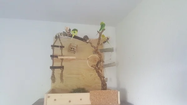 Wellensittich-Bild: Wurde am Anfang nur böse beäugt aber 
Sie haben sich endlich getraut :)