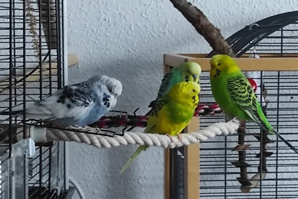 Wellensittich-Bild: Links Grace daneben Conan, hinter Conan Kirtash und ganz links Aiko
