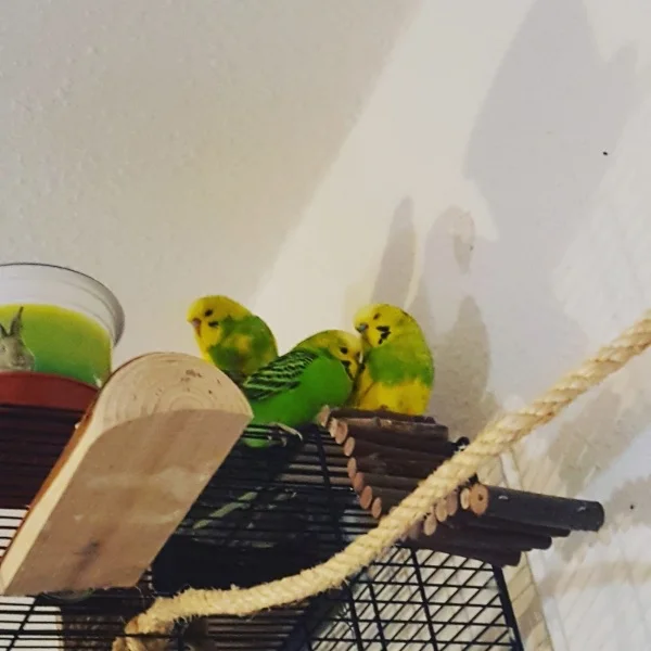 Wellensittich-Bild: Jaja die drei am Vormittag, sie kuscheln und ich bekomme nur böse Blicke ab.