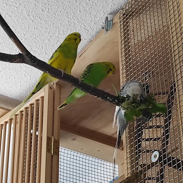 Wellensittich-Bild: Grace Verteidigt es auch ;)