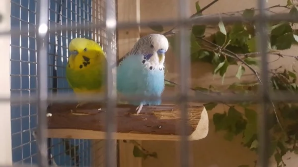 Wellensittich-Bild: Wenn die Mädchen ihr Ding machen müssen, gehen die Jungs eben Kuscheln. Da kann man sich dann doch mal tolerieren?