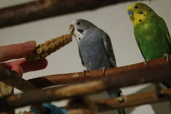 Wellensittich-Bild: Coco mit Kolbi gefüttert.