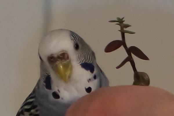Coco