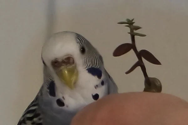 Wellensittich-Bild: Coco möchte etwas Frisches ausprobieren. 