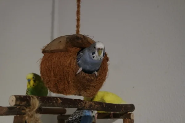 Wellensittich-Bild: Coco macht sich in der Kokosnuss bequem. 