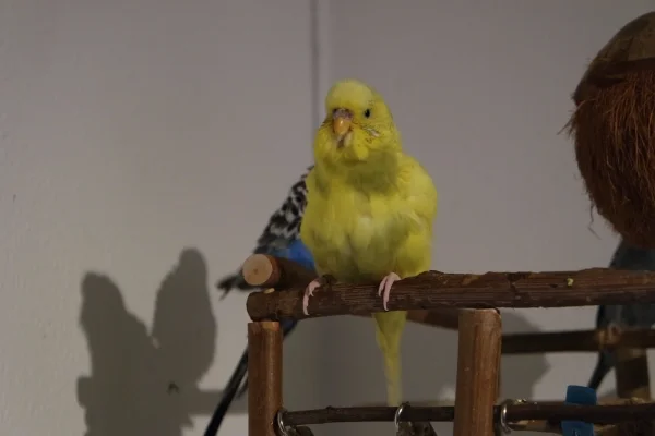 Wellensittich-Bild: Tweety nach dem Vogelbad. 
