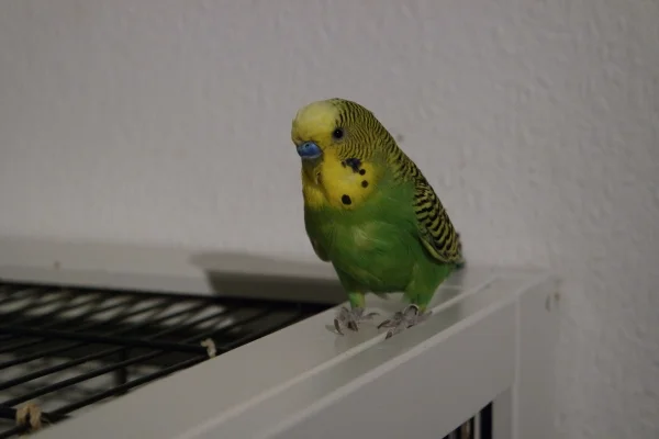 Wellensittich-Bild: Rocky wartet auf dem Käfig. 
