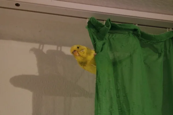 Wellensittich-Bild: Tweety am Klettern. 