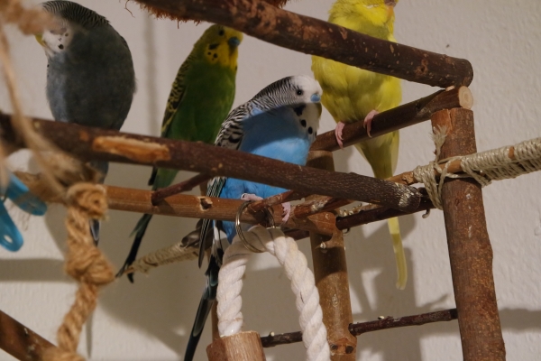 Pico