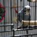 Coco im Käfig
