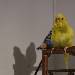 Tweety ist ganz nass
