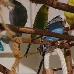 Pico auf dem Spielplatz 