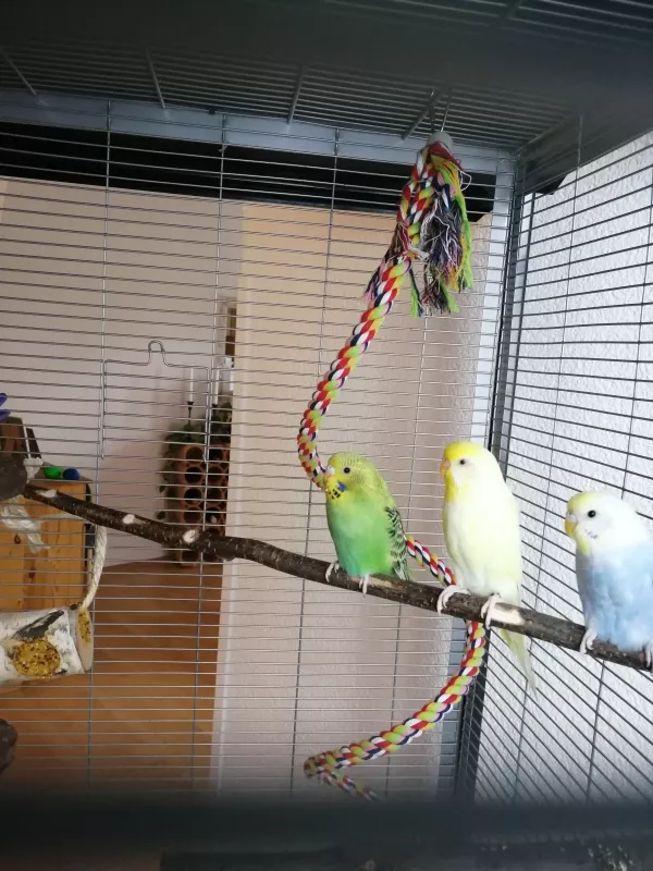 Wellensittich-Bild: Von links Kiwi Sunny Und Blue