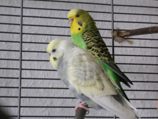 Wellensittich-Bild: Miss Minky und Bert