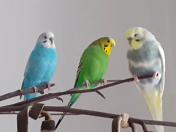 Wellensittich-Bild: Miss Minky und die Herren Hütchen und Bert