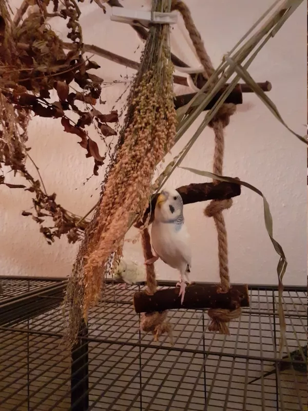 Wellensittich-Bild: Falco verrückt nach Rispenhirse