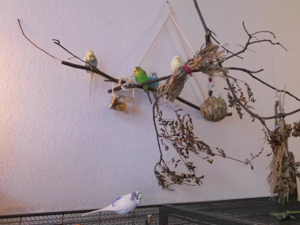 Wellensittich-Bild: Alle lauschen Falco