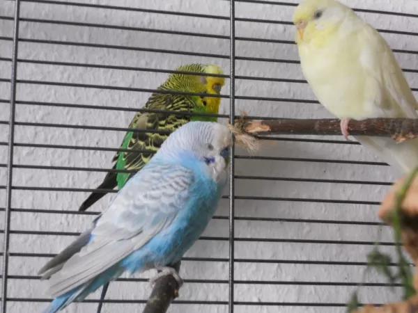 Wellensittich-Bild: Ein Nickerchen muss sein