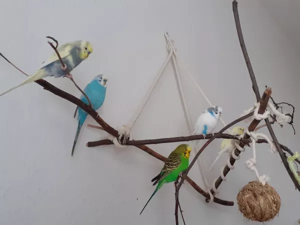 Wellensittich-Bild: Mittagspause zu fünft