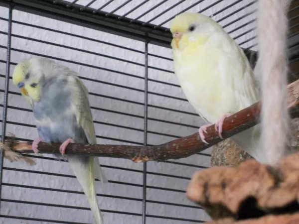 Wellensittich-Bild: Zitrönchen und Bert