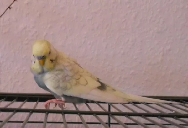 Wellensittich-Bild: Bert macht eine Flugpause