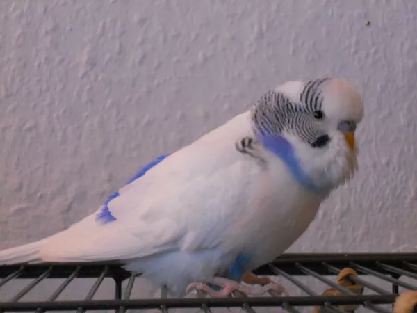 Wellensittich-Bild: Falco mit Superbärtchen