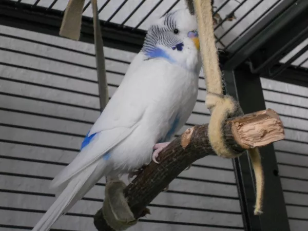 Wellensittich-Bild: Falco auf seiner Schaukel