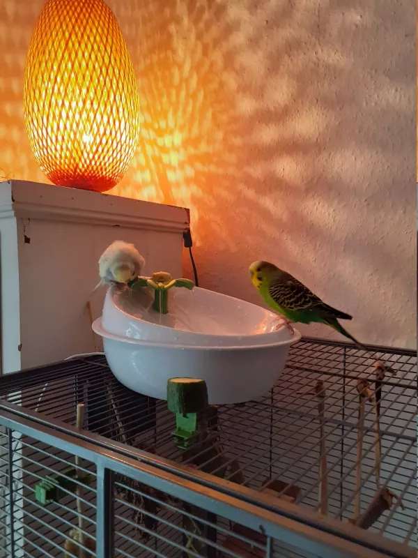 Wellensittich-Bild: Katzentrinkbrunnen? Nö, Welliwanne!