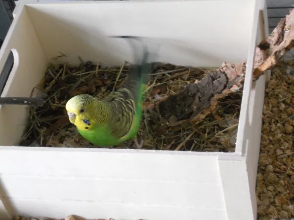 Wellensittich-Bild: Miss Minky schwer beschäftigt