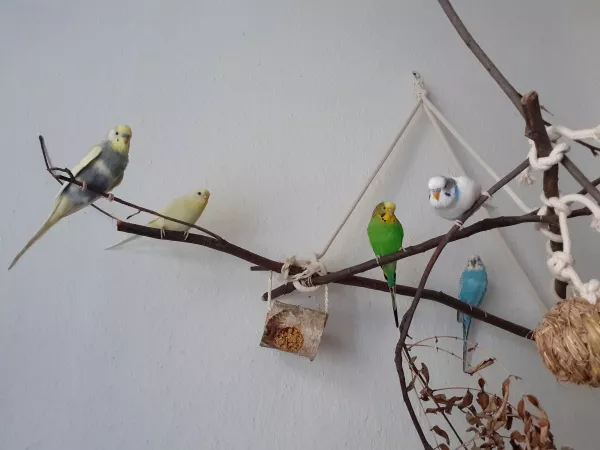 Wellensittich-Bild: Da passiert wohl irgendwas interessantes