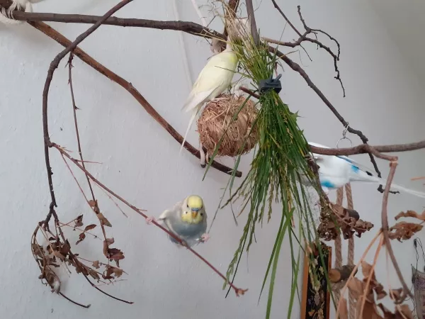 Wellensittich-Bild: Spagat für wiesenkräuter