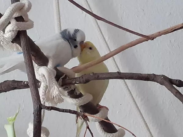 Wellensittich-Bild: Zitrönchen und Falco kuscheln