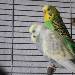 Miss Minky und Bert