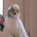 Falco