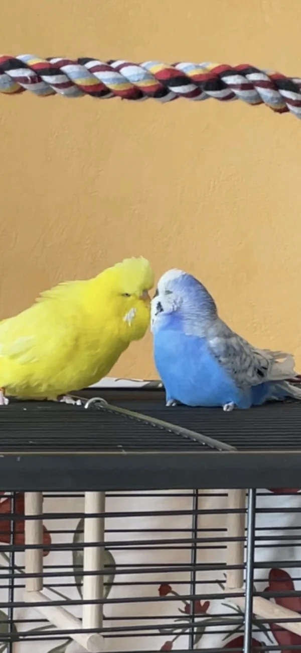 Wellensittich-Bild: So schön kann Liebe sein.