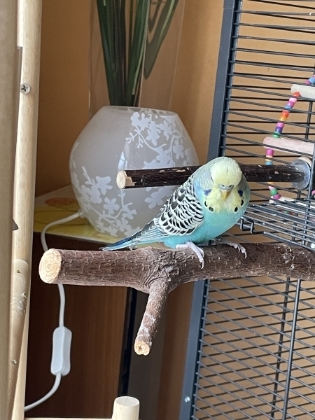 PHPSESSID