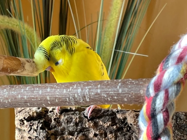Wellensittich-Bild: Herrjeh, es juckt heute wieder.
Mein Kumpel Eddie hat im Moment leider keine Lust mir den Kopf zu kraulen,
aber es geht auch anders. Jawoll!
