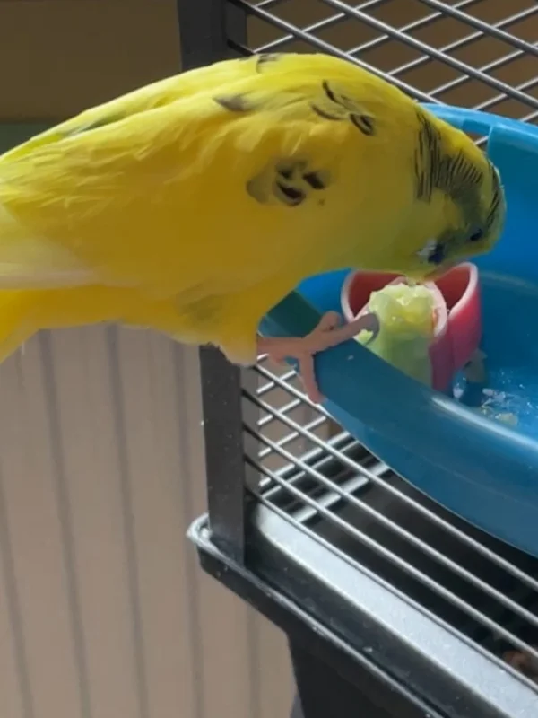 Wellensittich-Bild: Die Gurke kralle ich mir.