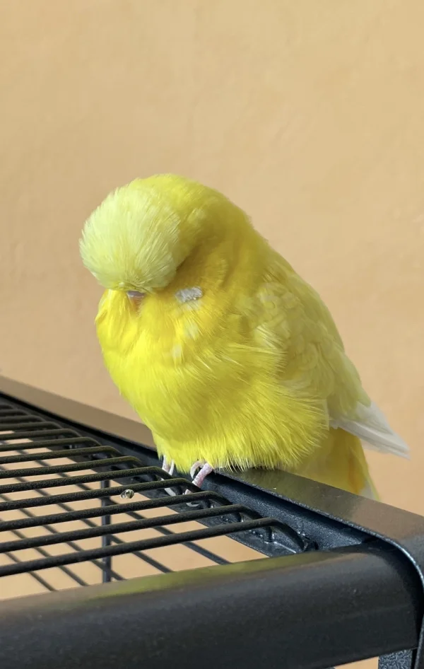Wellensittich-Bild: Ein kleines Nickerchen