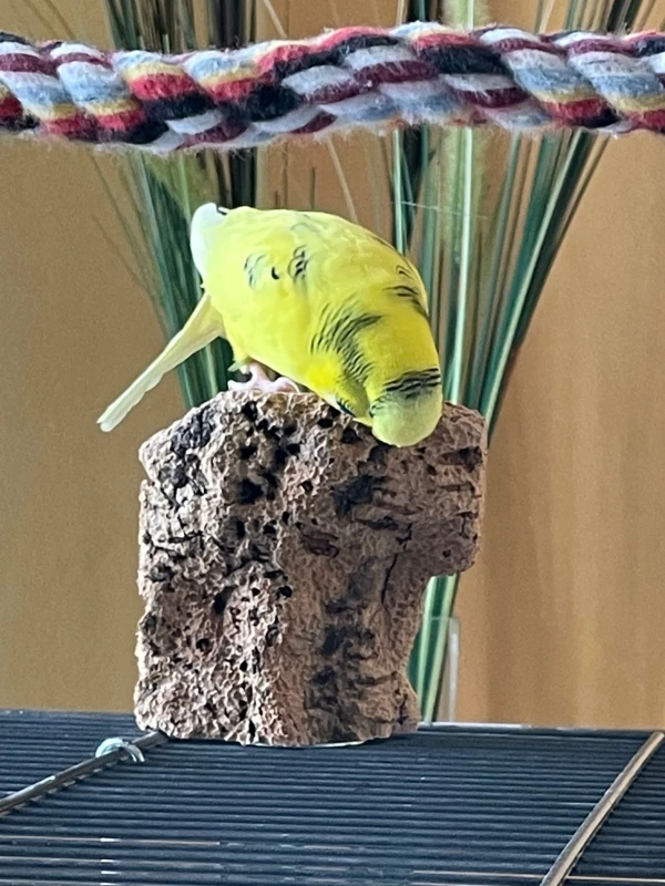 Wellensittich-Bild: Hallo Eddie, du da unten, komm mal schnell rauf zu mir.