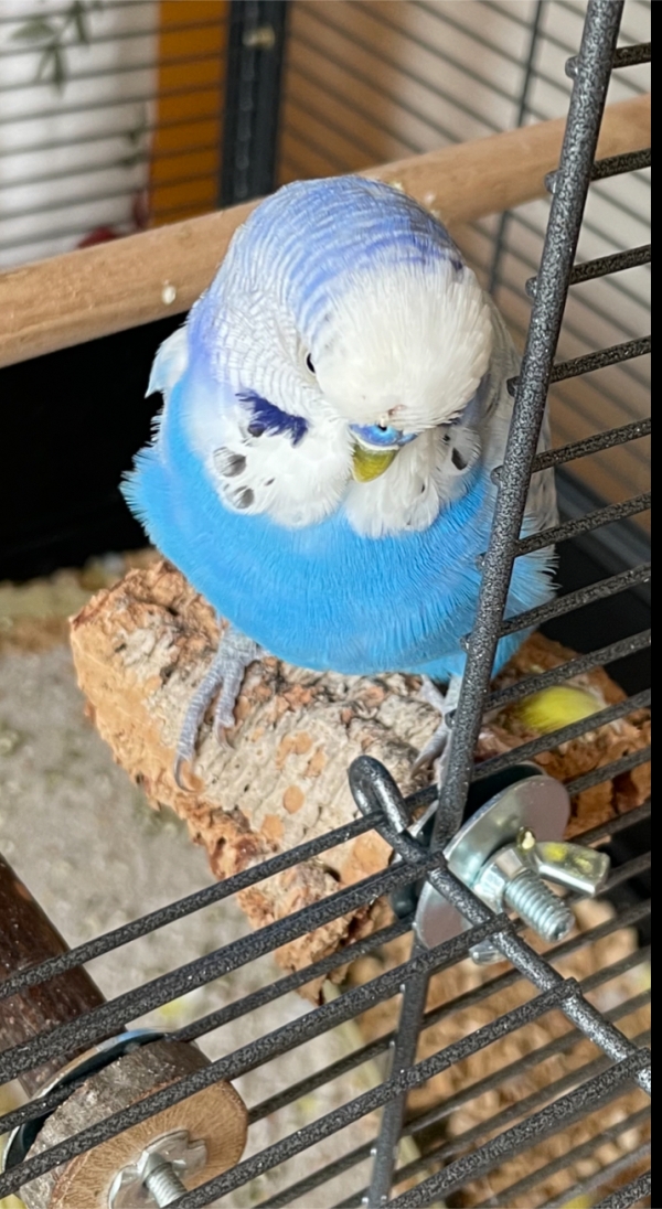 Moritz