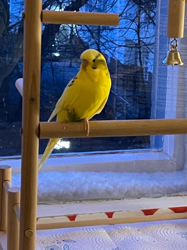 Wellensittich-Bild: Wenn der Abend kommt ist das immer der Platz von Funny.
Dort sitzt er dann solange bis  ich ihm sage ,nun wird es langsam Zeit fürs Bett. Halte ihm dann vorsichtig die Hand hin. Er springt dann geschickt drüber weg, direkt in den Käfig