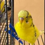Portrait von Funny